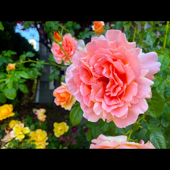 Meet your Posher, Ana - Picture 1 of 1